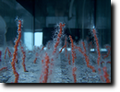 Corallo rosso in acquario, foto di Gianfranco Mariano