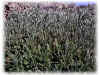 Flora1 Cala Burantino.JPG (81248 byte)