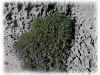 Flora Cala Burantino.JPG (80666 byte)