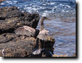 Cormorano, foto di Gianfranco Mariano