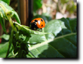 Coccinella, foto di Gianfranco Mariano