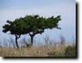 Arbusti mediterranei, foto di Gianfranco Mariano