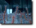 Corallo rosso in acquario, foto di Gianfranco Mariano