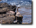 Cormorano, foto di Gianfranco Mariano