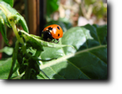 Coccinella, foto di Gianfranco Mariano