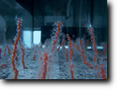 Corallo rosso in acquario, foto di Gianfranco Mariano